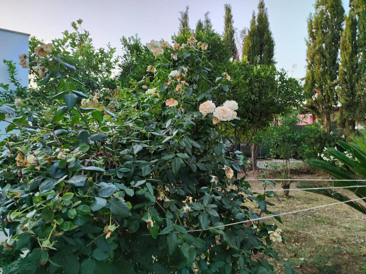 Filoxenia Di Umberto Guest House ซัสซารี ภายนอก รูปภาพ